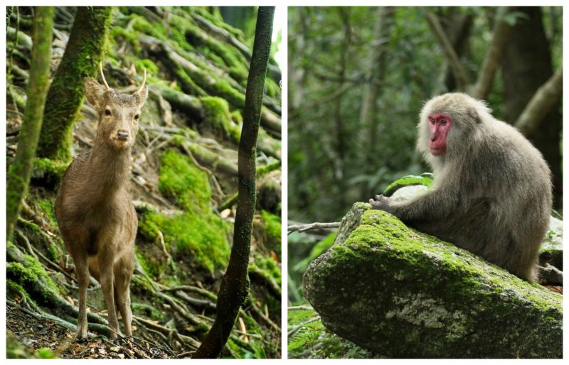 đảo yakushima, kagoshima đảo yakushima, kagoshima